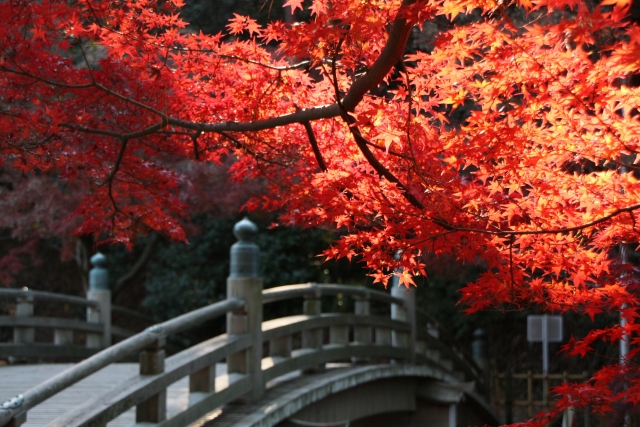 東公園のもみじ